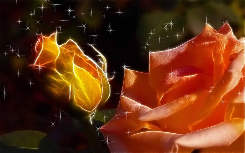 Glowing Roses