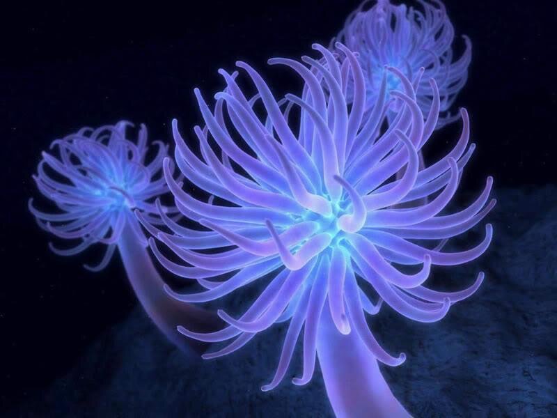 glowing sea anemones