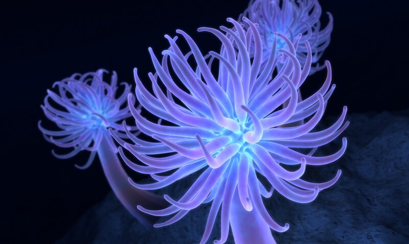 Glowing Sea Anemones — Blue