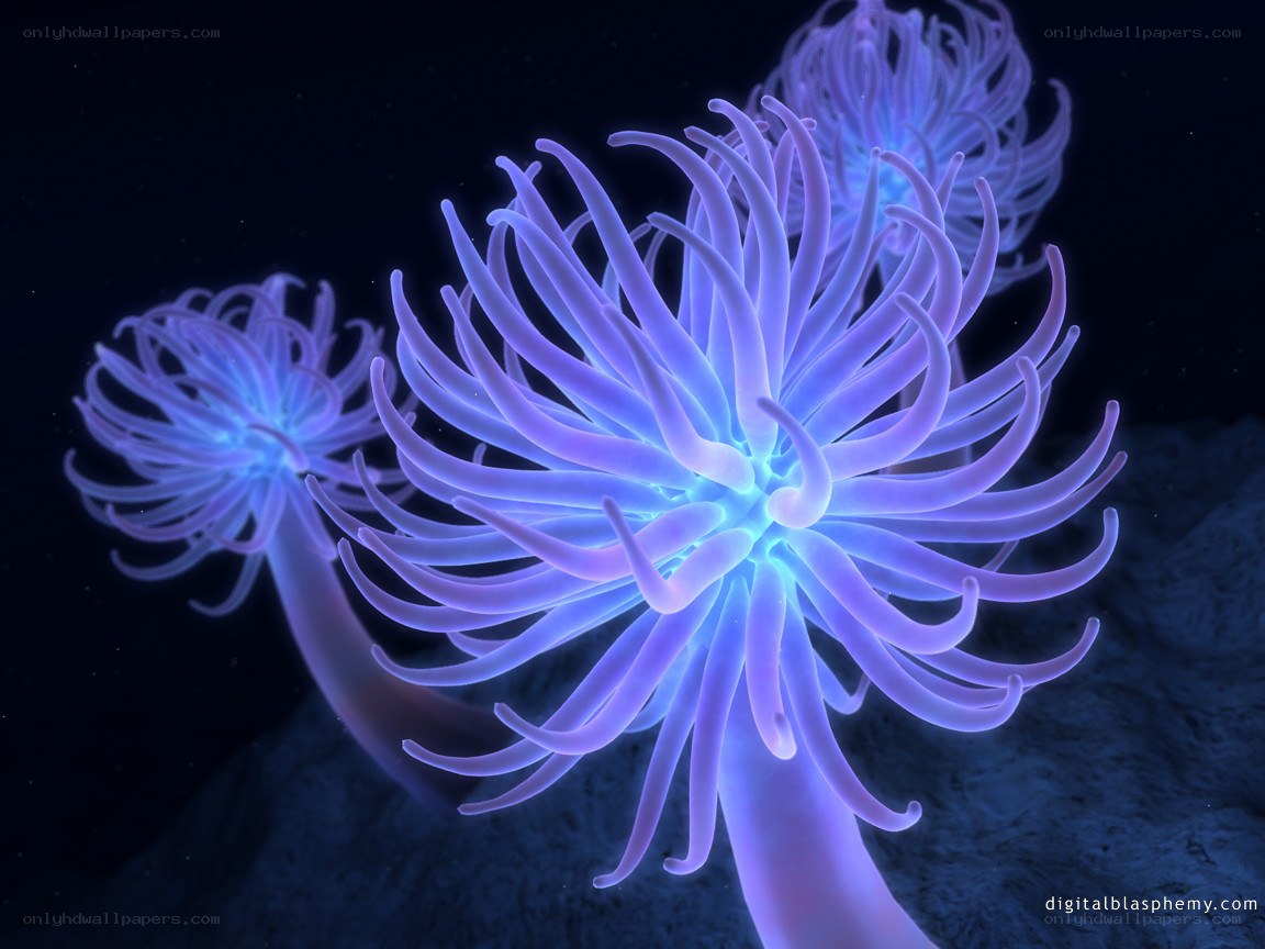 glowing sea anemones