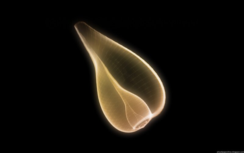 glowing sea shell