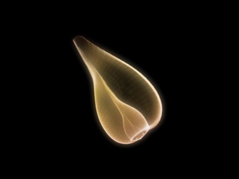 glowing sea slug shell