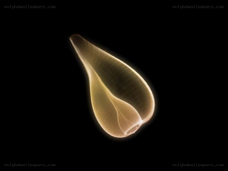 glowing sea slug shell