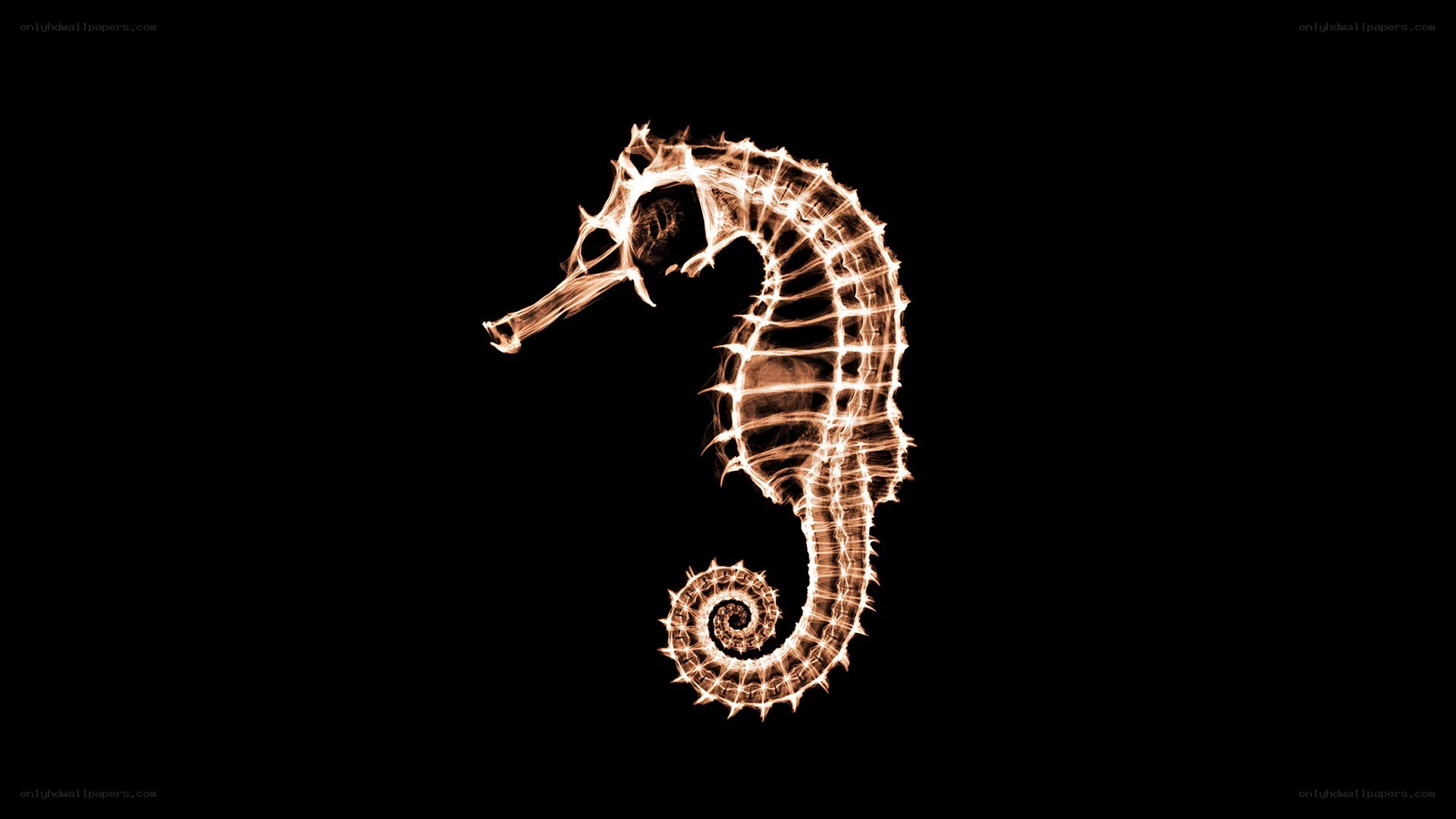 glowing seahorse silhouette