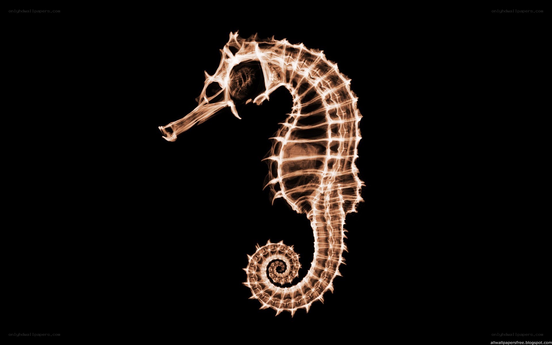 glowing seahorse x-ray