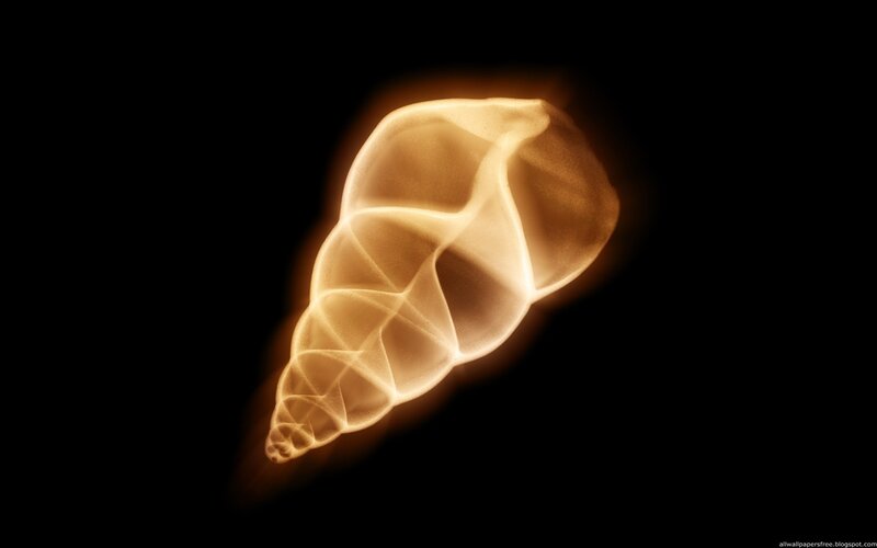 Glowing Seashell — Black, Dramatic