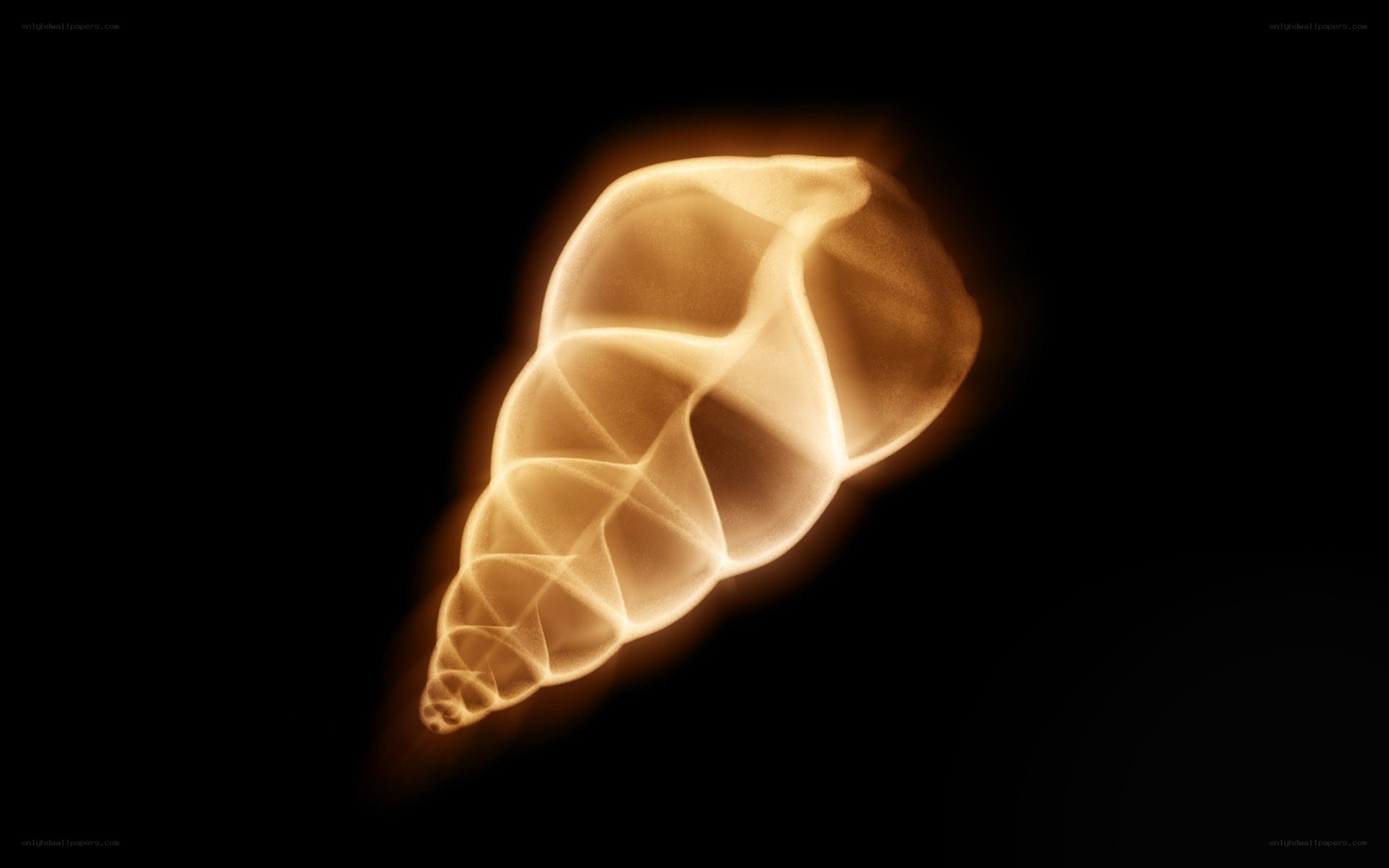 glowing seashell on black