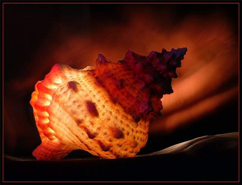 Glowing Seashell