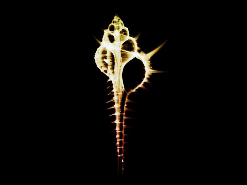glowing seashell x-ray