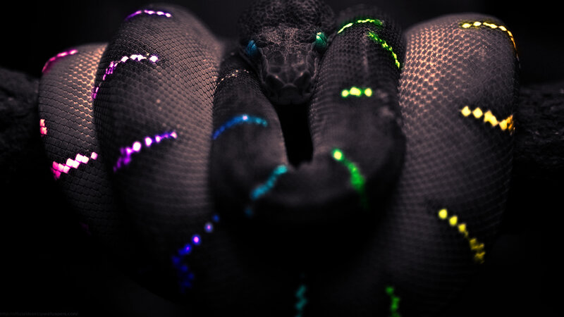 glowing snake in darkness