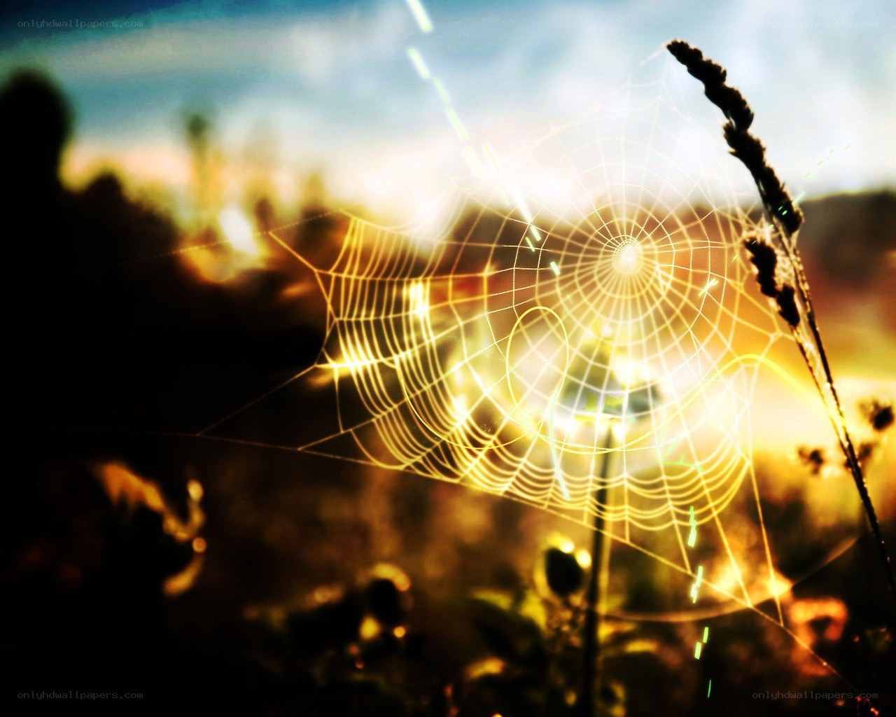 glowing spider web at sunrise