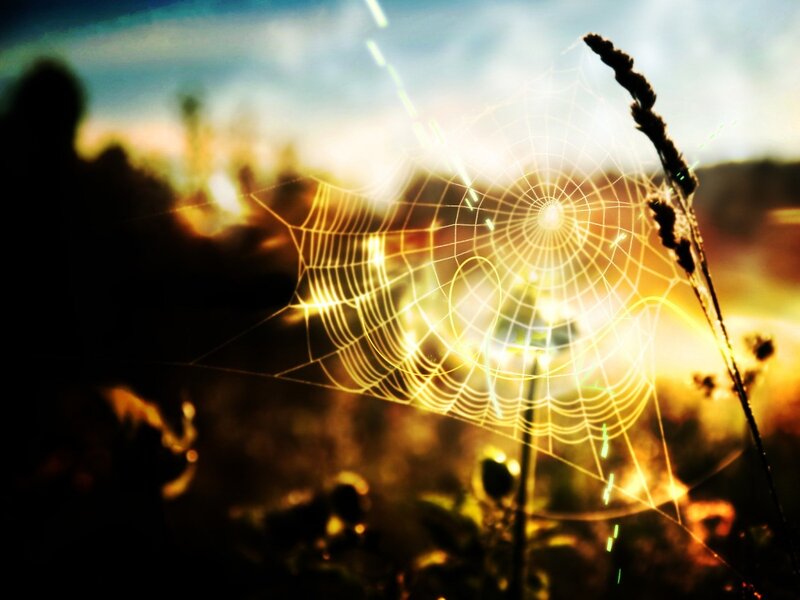 Glowing Spiderweb at Sunrise