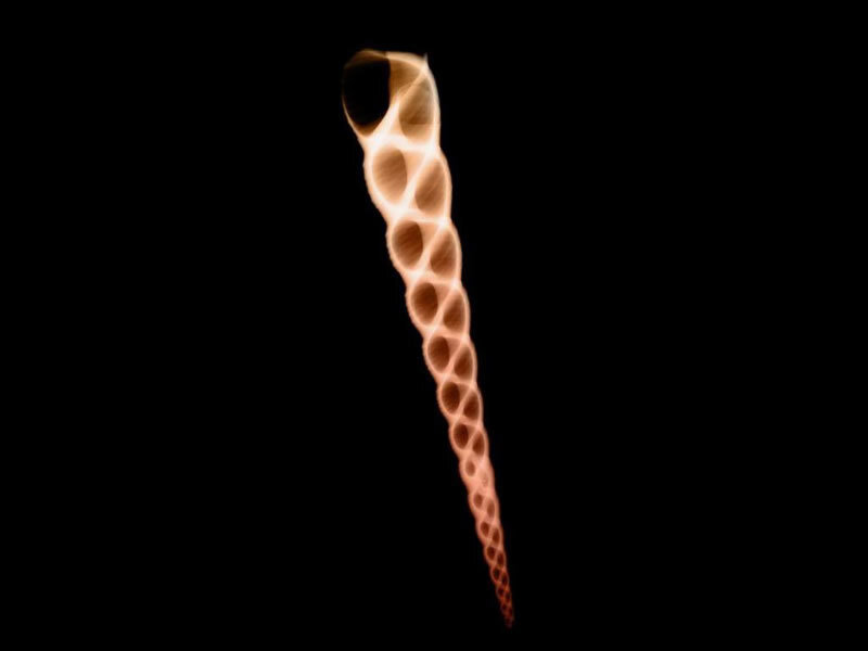 glowing spiral shell