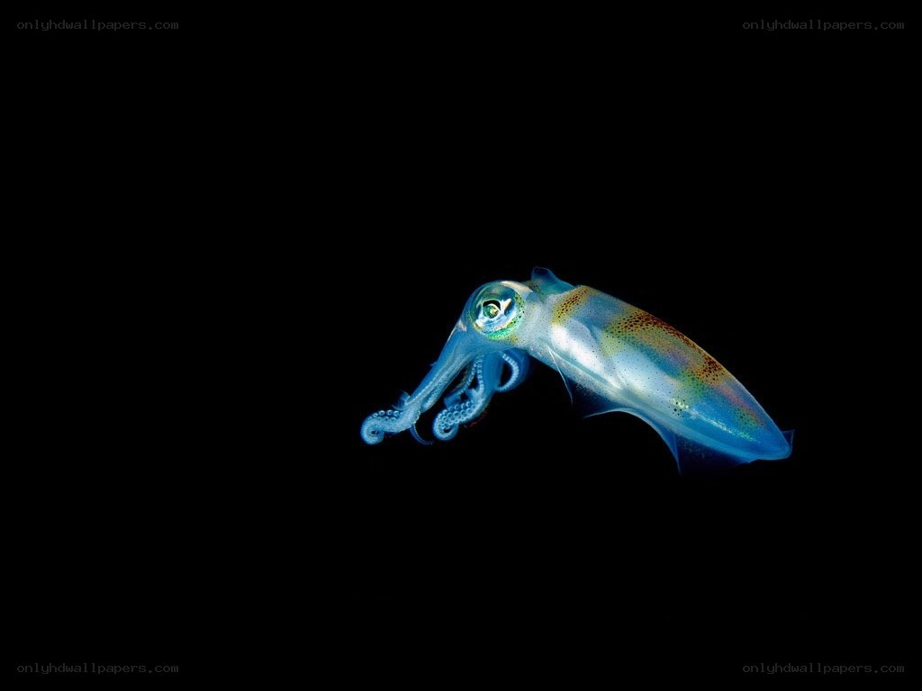 glowing squid in dark water