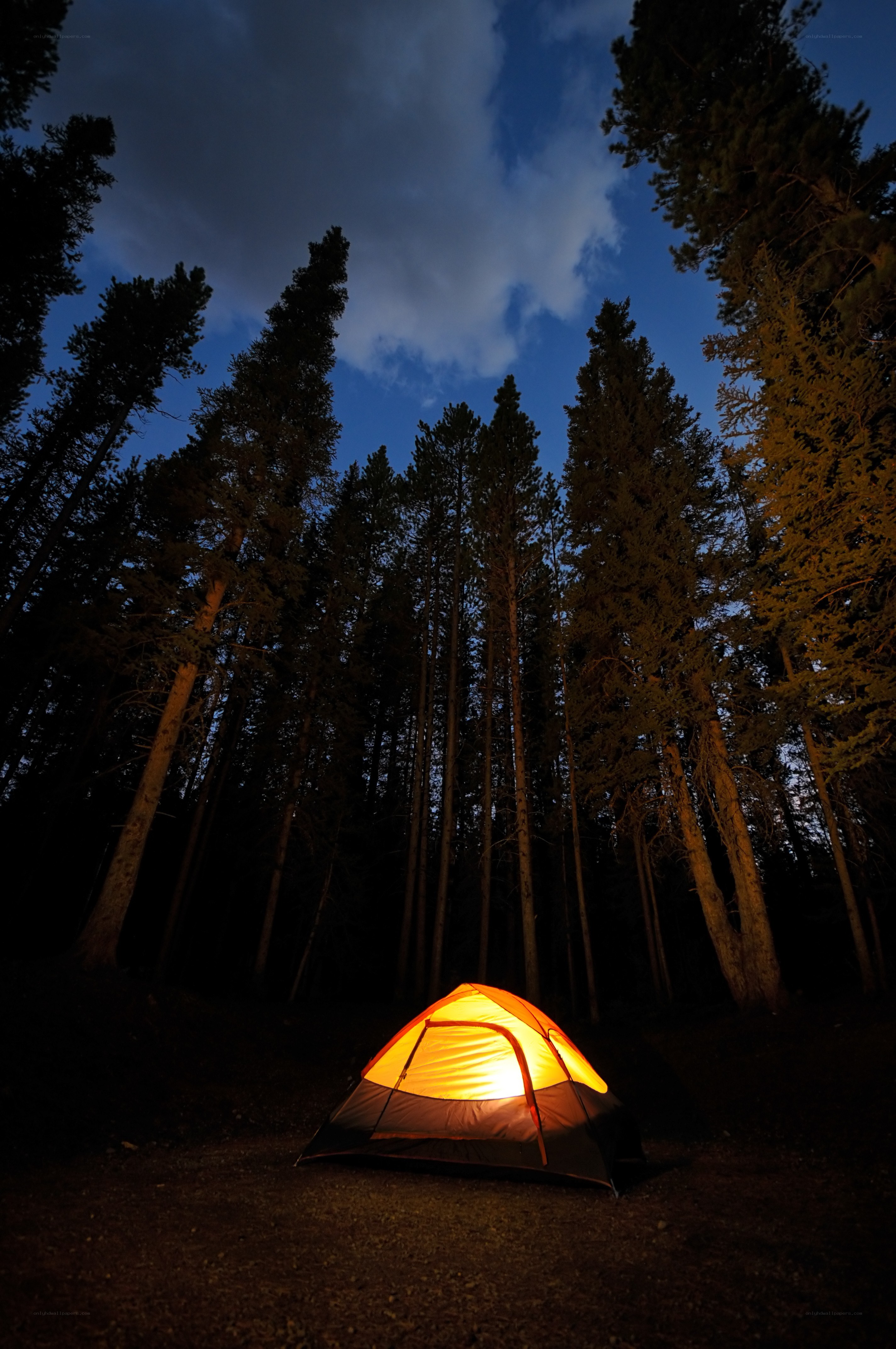 glowing tent in forest at night