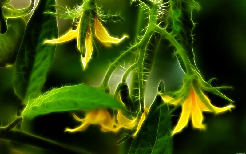 Glowing Tomato Plant