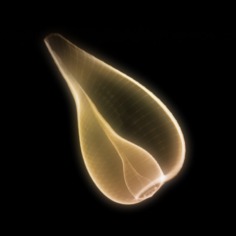 glowing translucent shell