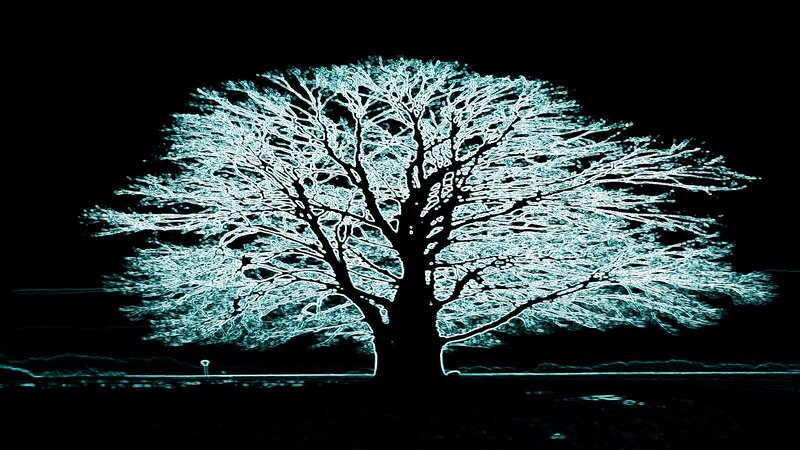 Glowing Tree at Night — Black