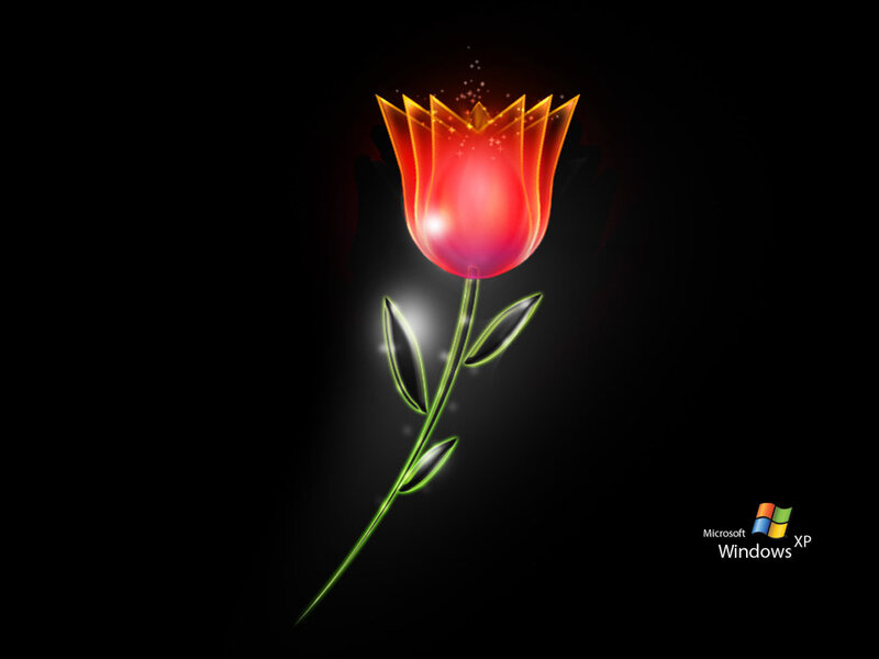 glowing tulip flower