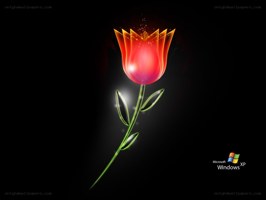 glowing tulip flower