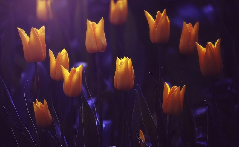 Glowing tulips in purple light