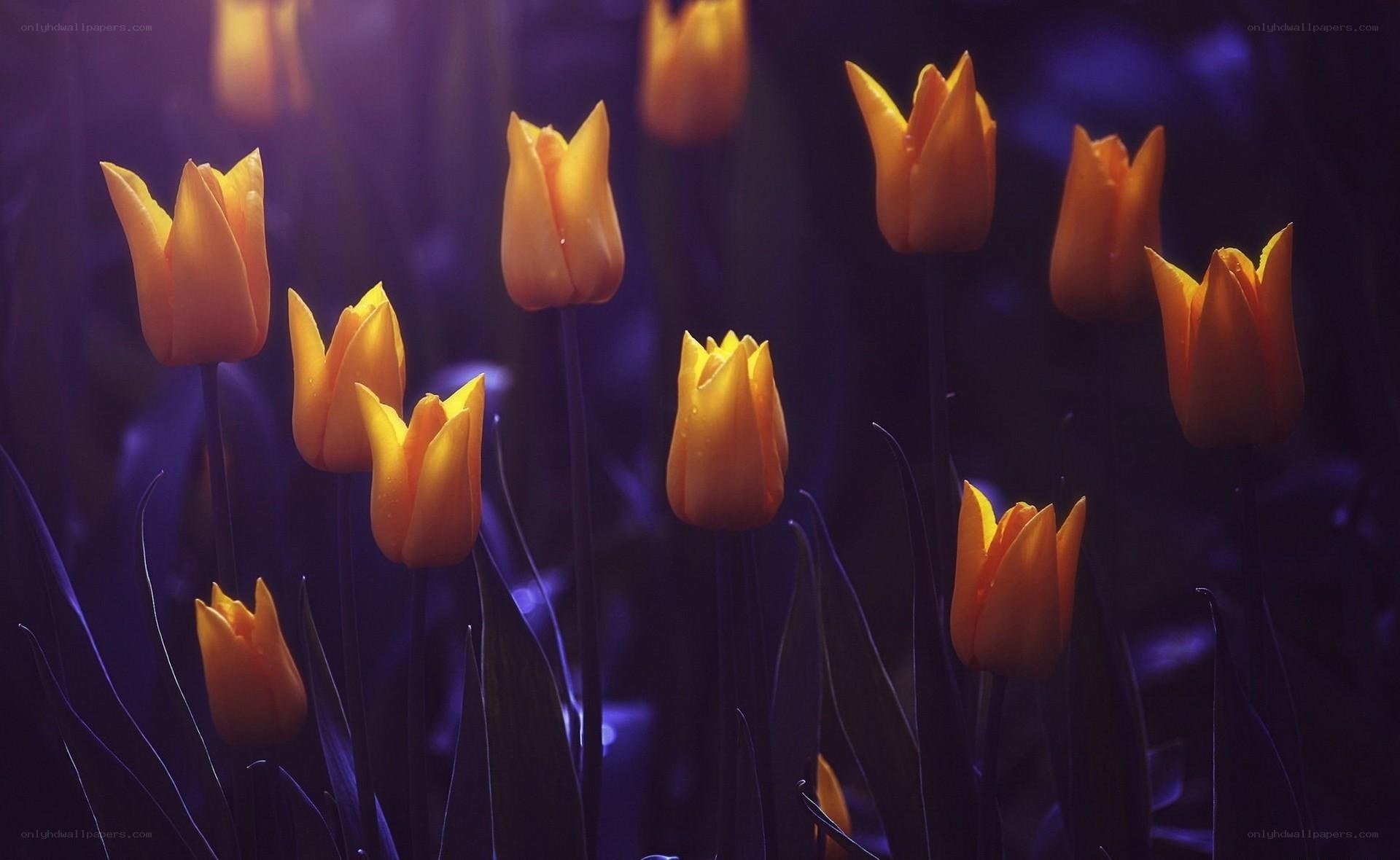 Glowing tulips in purple light