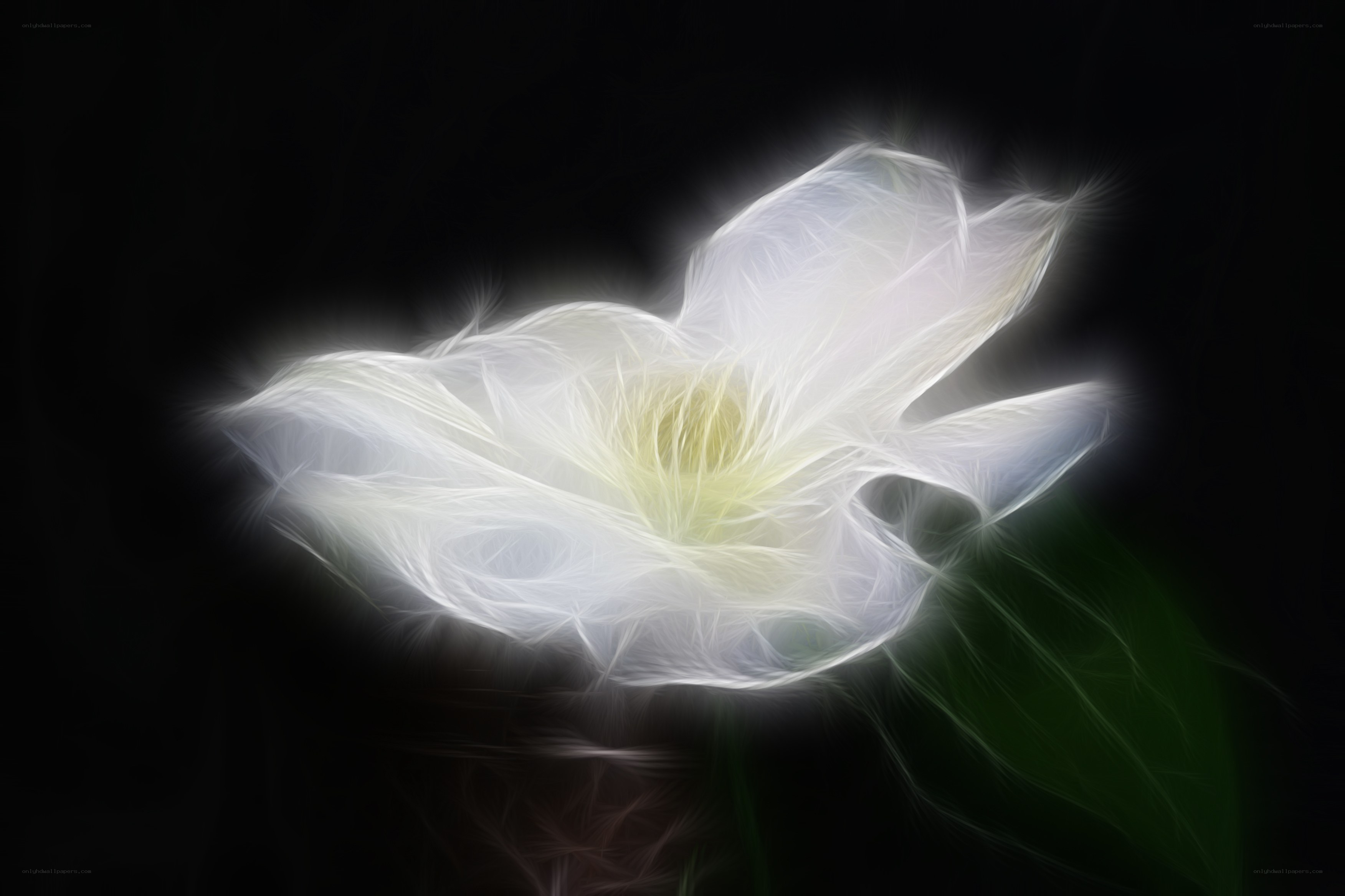 glowing white flower