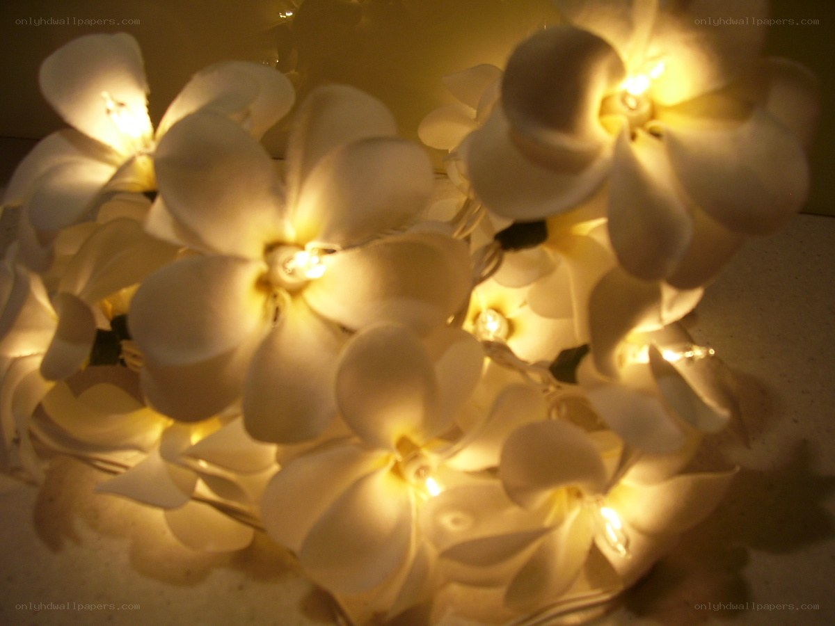 glowing white flower lights