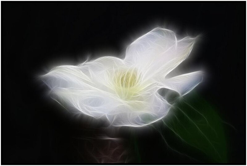 glowing white flower