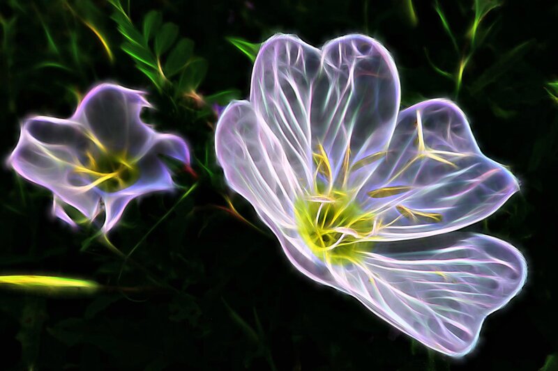 Glowing White Flowers — Ethereal