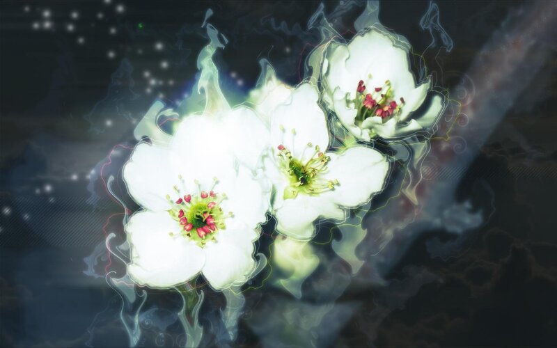 glowing white flowers in mist
