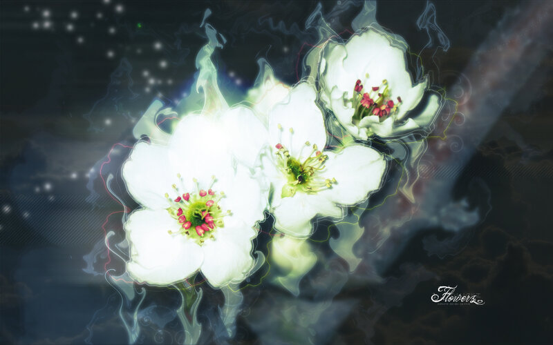 glowing white flowers in mist