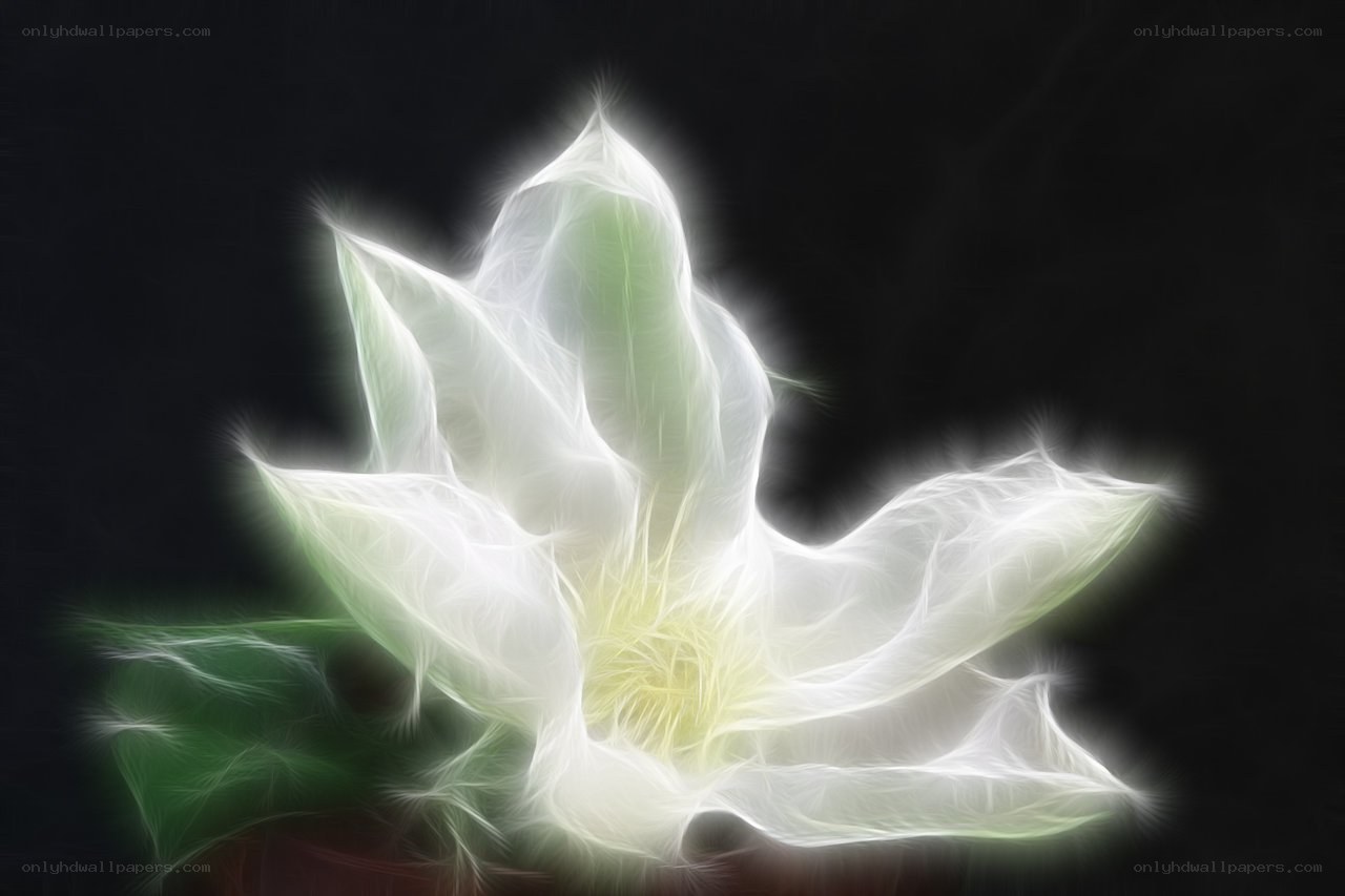 glowing white lotus flower
