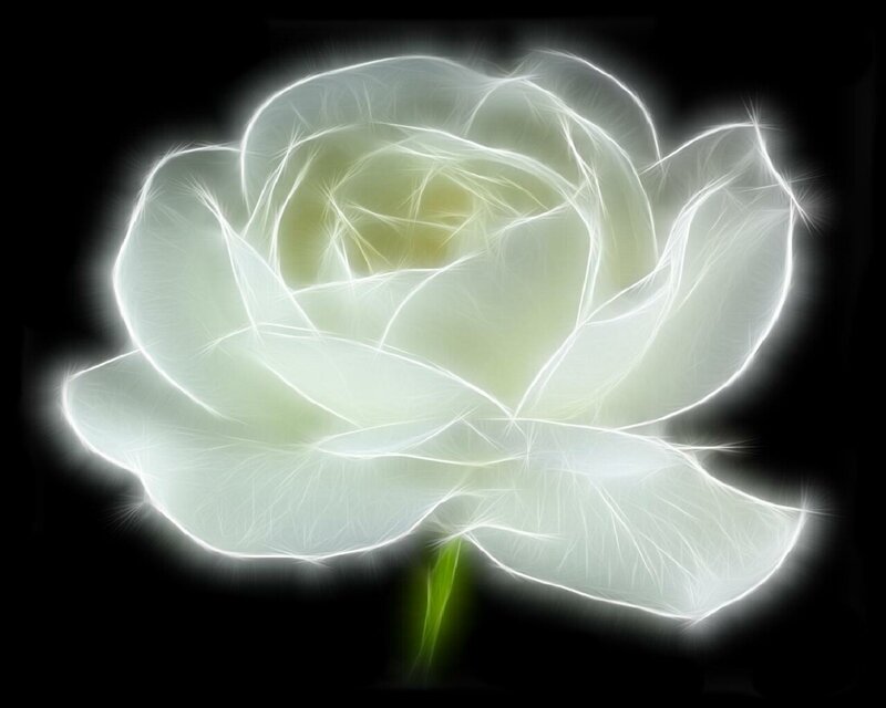 glowing white rose
