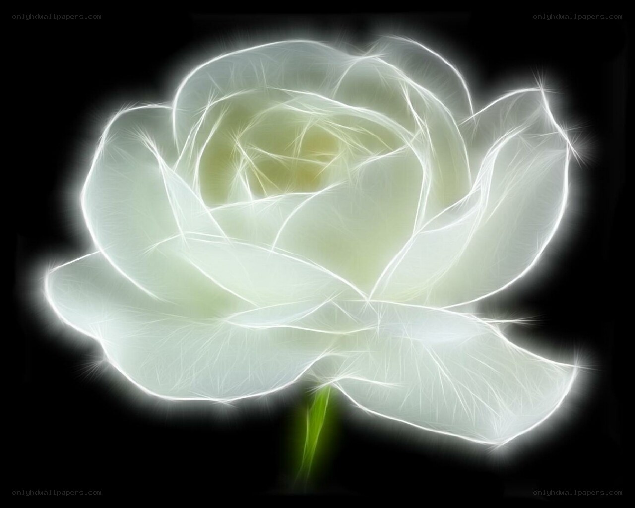glowing white rose