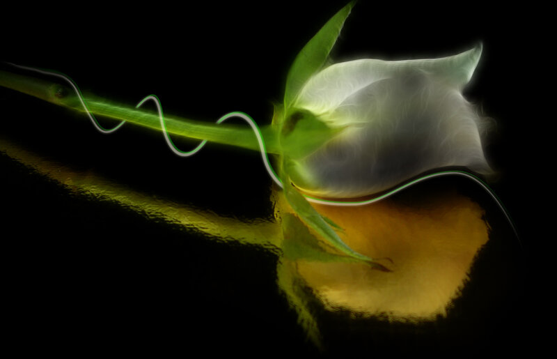 glowing white rose bud