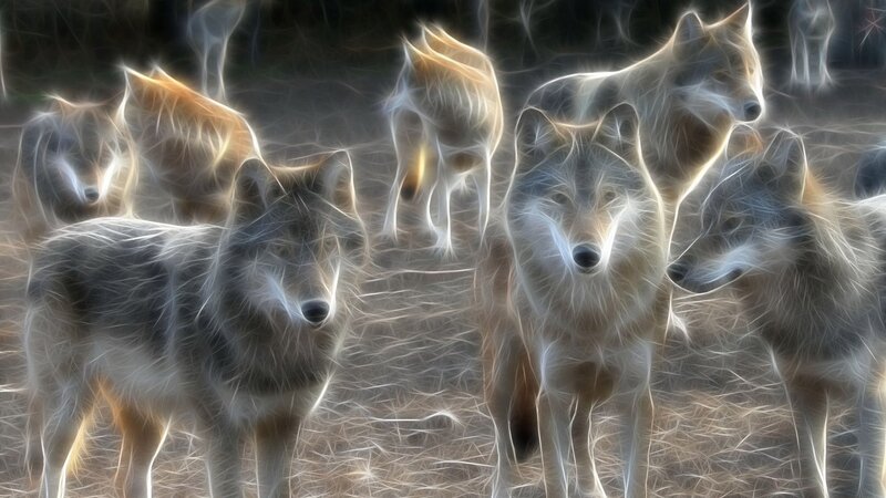 glowing wolves in a pack