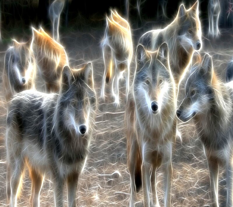 Glowing Wolves in Pack
