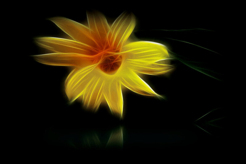 glowing yellow flower