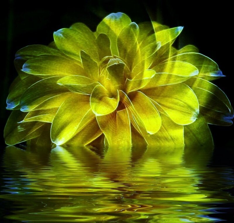 glowing yellow flower reflection