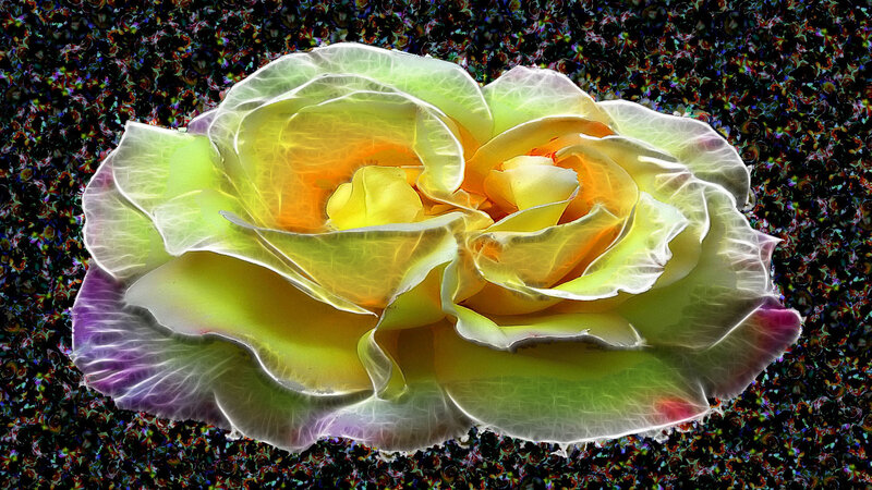 glowing yellow rose