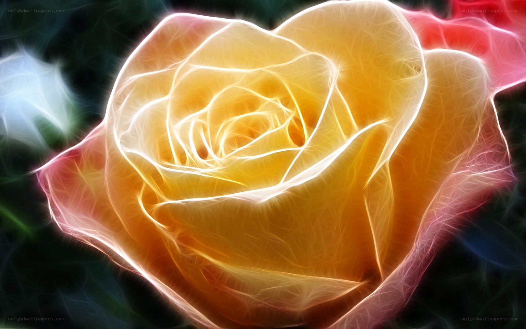 glowing yellow rose