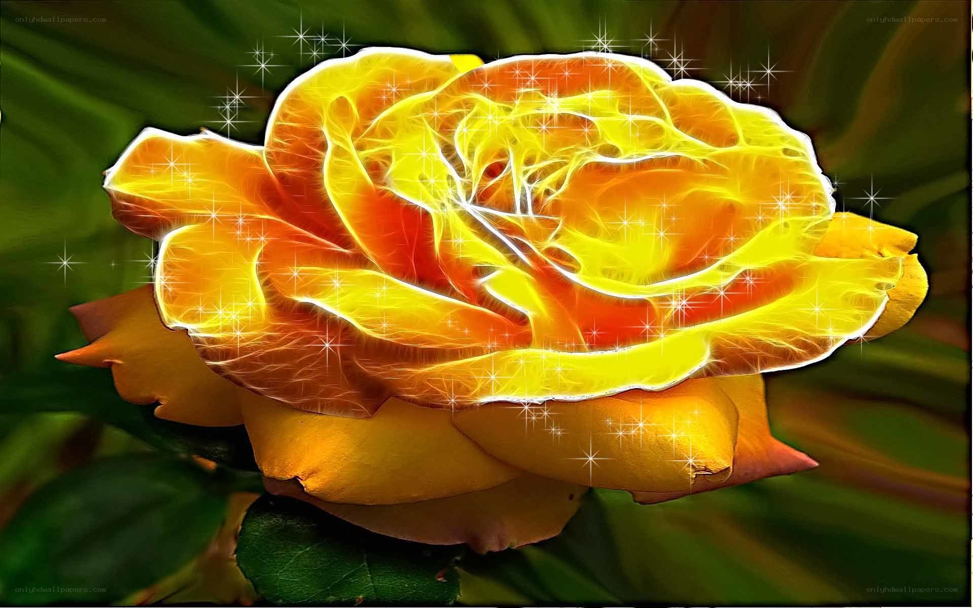 glowing yellow rose