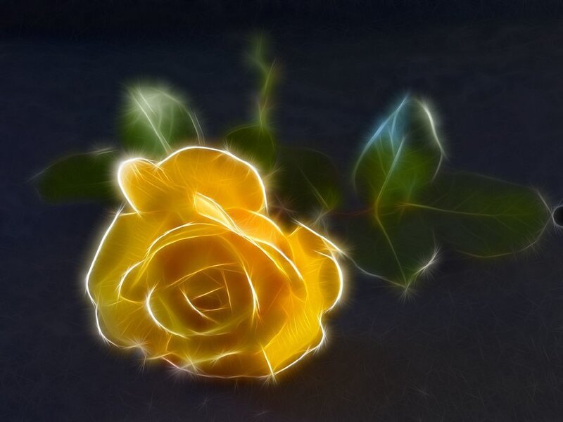 glowing yellow rose