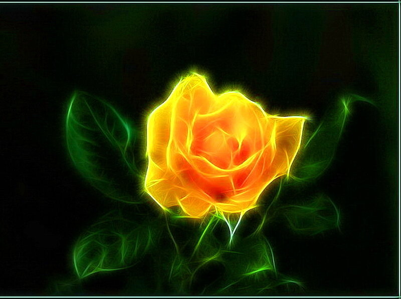 Glowing Yellow Rose — Dramatic