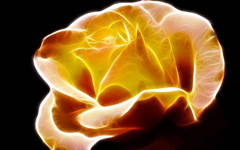 glowing yellow rose