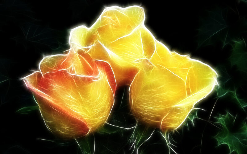 glowing yellow roses