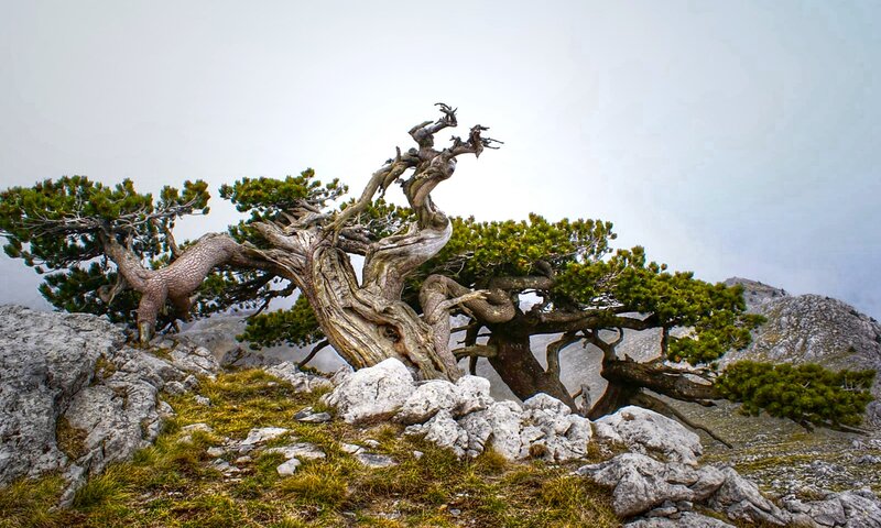 Gnarled Pine Tree on Mountain