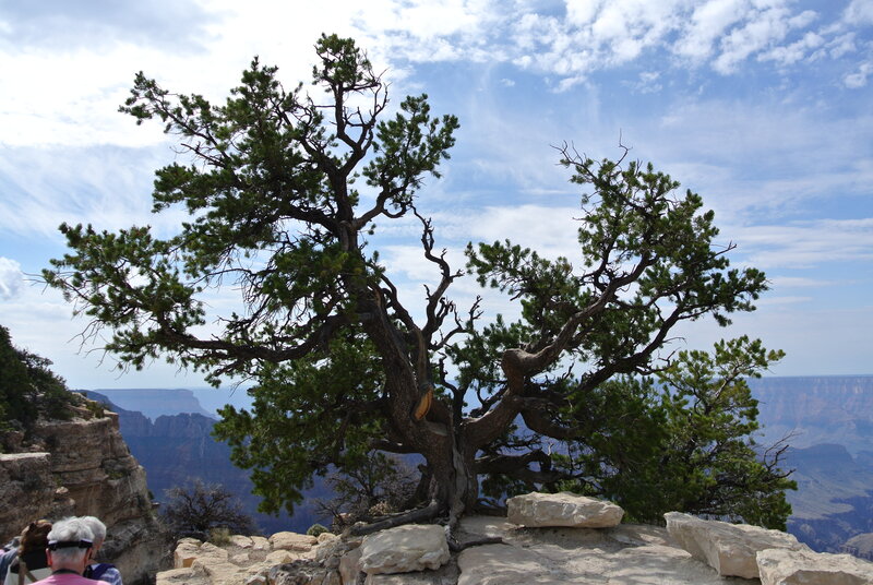 Gnarled Pine Tree