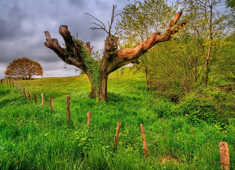Gnarled Tree in Field